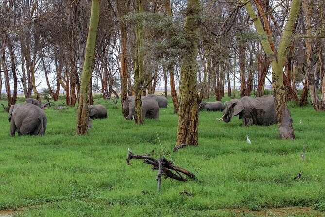 Day tour to Amboseli National Park and Maasai Village - Introduction