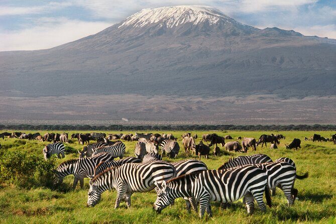 Day tour to Amboseli National Park and Maasai Village - Key Points