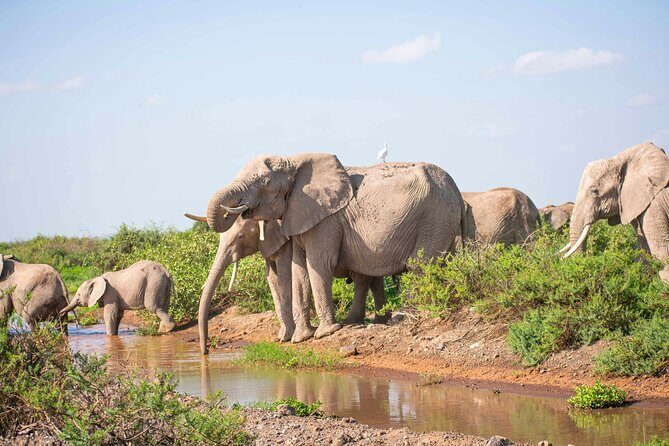 Day tour to Amboseli National Park and Maasai Village - Logistics & Practical Details