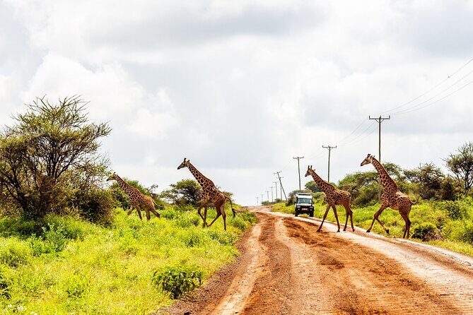 Day tour to Amboseli National Park and Maasai Village - What Reviewers Say