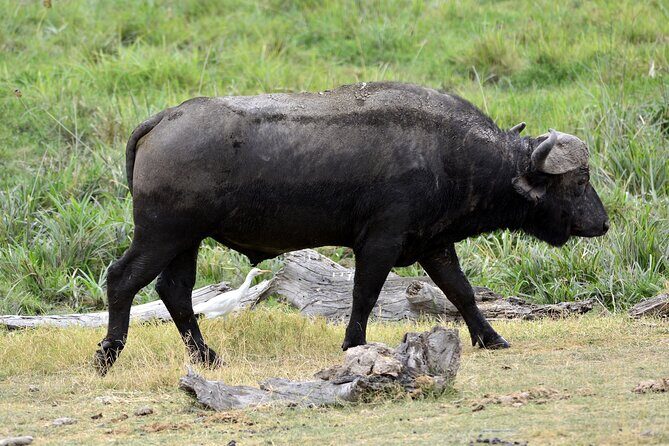 Day tour to Amboseli National Park and Maasai Village - Who Should Consider This Tour?