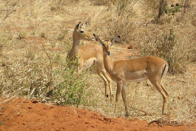 Day tour to Amboseli National Park and Maasai Village - FAQ