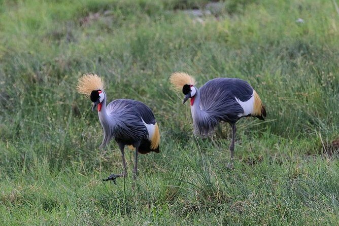 Day Tour To Amboseli National Park - Who Should Consider This Tour?