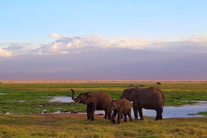 Day Tour To Amboseli National Park - Frequently Asked Questions