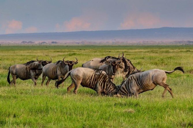 Day Tour To Amboseli National Park - Final Thoughts