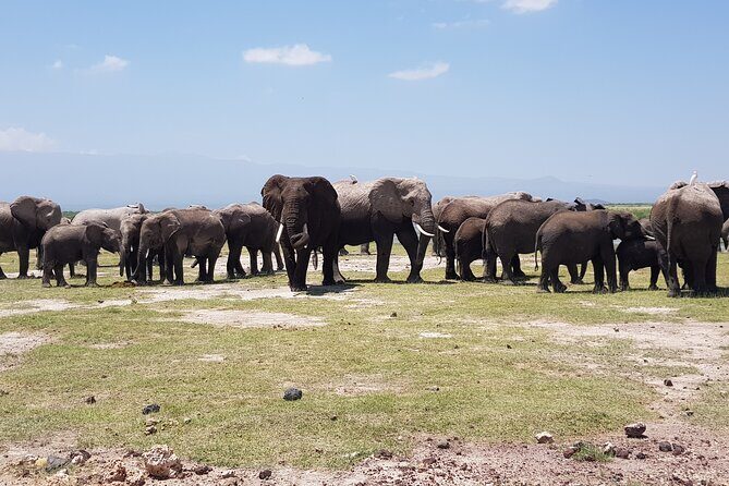 Day Tour to Amboseli National Park from Nairobi - Key Points