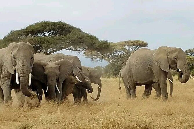 Day Tour to Amboseli National Park from Nairobi - Lunch at Ol Tukai Lodge: Rest and Refuel