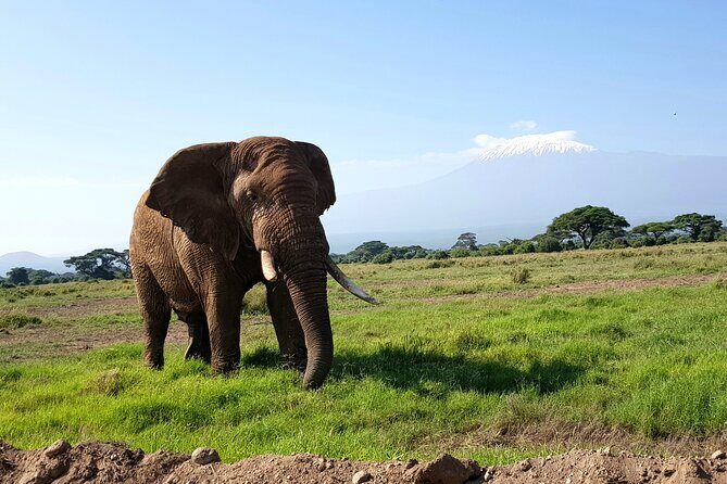 Day Tour to Amboseli National Park from Nairobi - Return Journey and Reflection