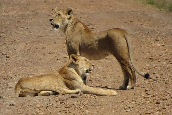 Day Tour To Amboseli National Park from Nairobi - The Itinerary in Detail