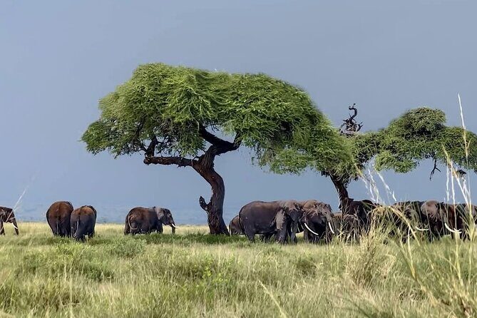 Day Tour To Amboseli National Park From Nairobi - Key Points  