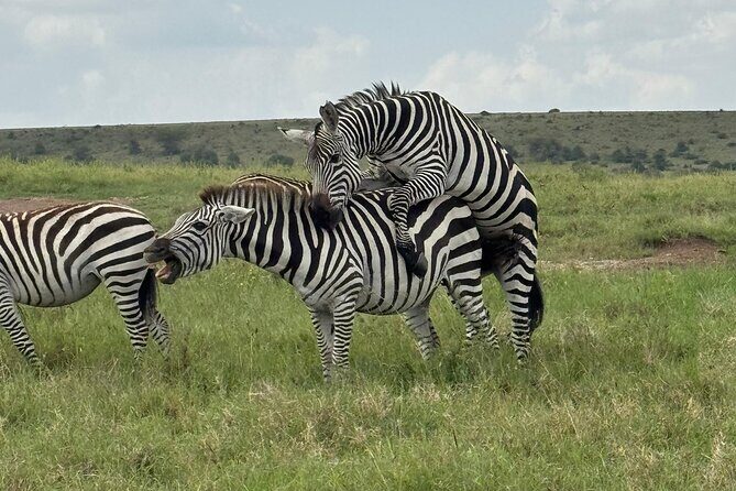 Day Tour To Amboseli National Park From Nairobi - What Makes This Tour Stand Out?  