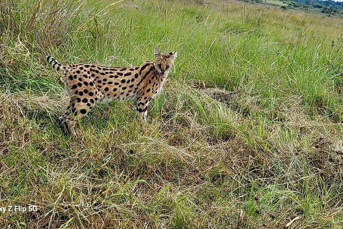Day Tour To Amboseli National Park From Nairobi - The Sum Up  