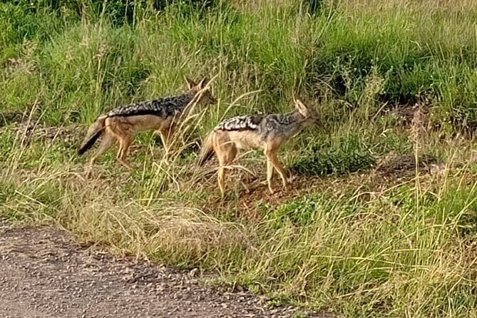 Day Tour To Amboseli National Park From Nairobi - FAQ  