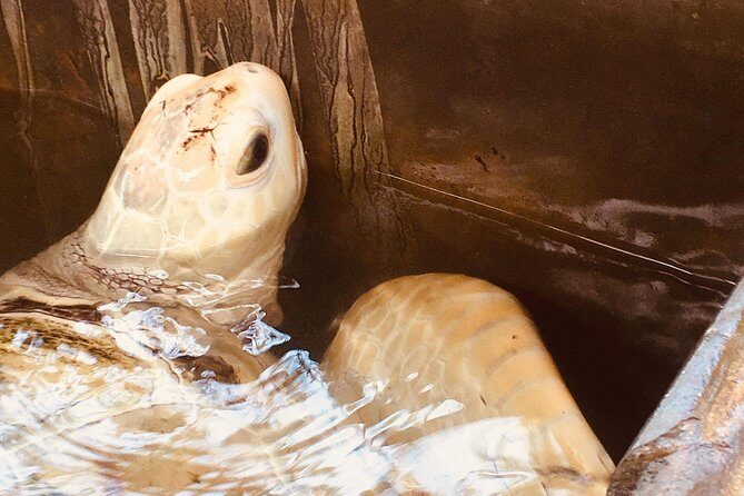 Day Tour to Bentota from Negombo - Who Should Consider This Tour?