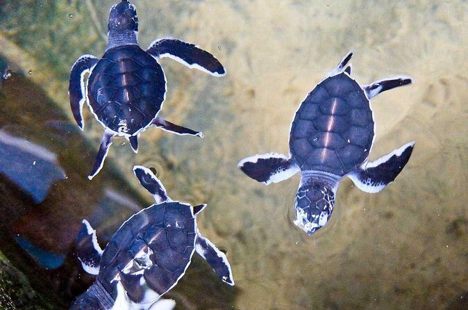 Day Tour to Bentota from Negombo - FAQs