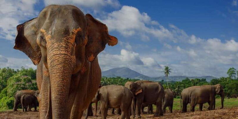 day-tour-to-elephant-orphanage-spice-garden