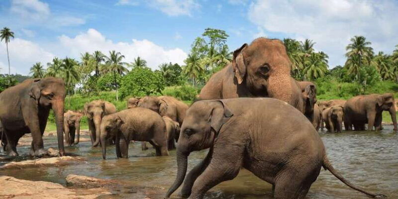 day-tour-to-elephant-orphanage-spice-garden