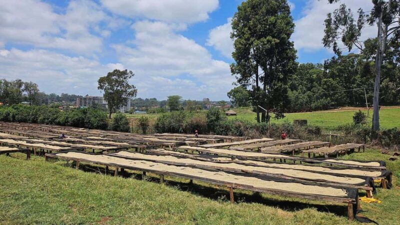 Day Tour to Fairview Coffee Estate From Nairobi - Final Thoughts