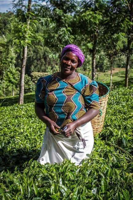 Day Tour to Fairview Coffee Farm - Key Points
