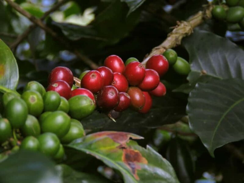 Day Tour to Fairview Coffee Farm - A Closer Look at the Fairview Coffee Farm Day Tour