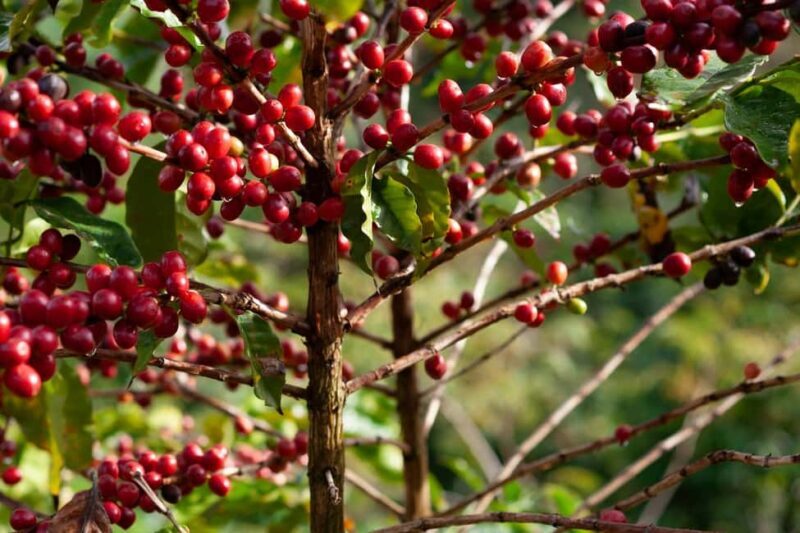 Day Tour to Fairview Coffee Farm - Final Thoughts