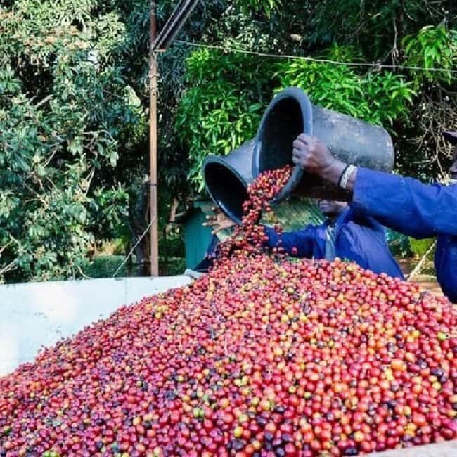 Day Tour to Fairview Coffee Farm - FAQ