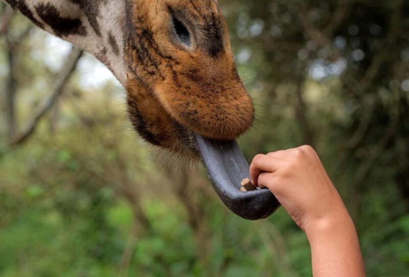 Day tour to Giraffe Center and Karen Blixen Museum - What Could Be Improved