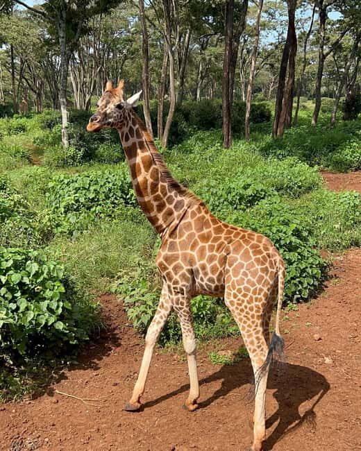 Day Tour to Giraffe Center and Karen Blixen Museum - Exploring the Itinerary: What Makes Each Stop Special