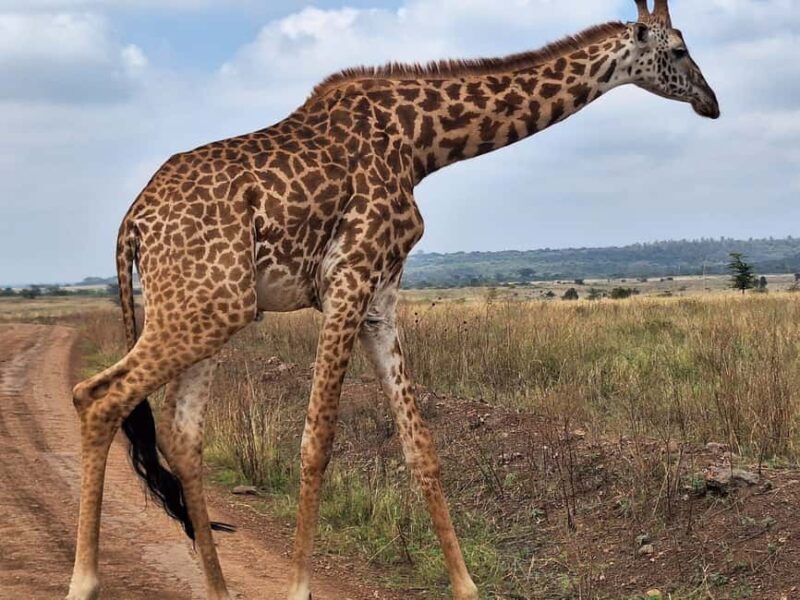 Day Tour to Giraffe Center and Karen Blixen Museum - Analyzing the Cost and Value