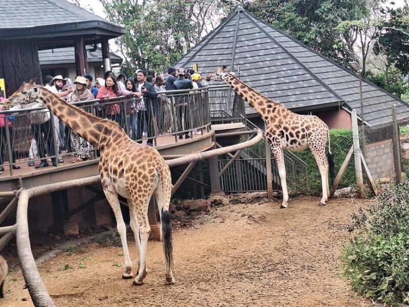 Day Tour to Giraffe Center and Karen Blixen Museum - The Sum Up