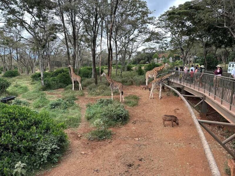 Day Tour to Giraffe Center and Karen Blixen Museum - FAQ