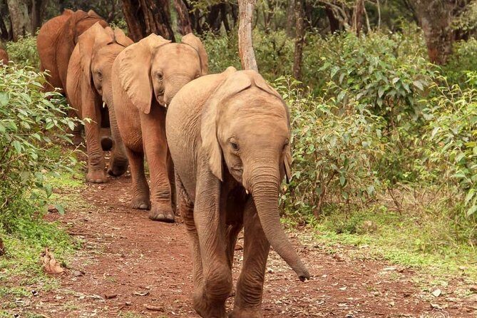 Day tour to Giraffe center and Karen Blixen Nairobi - FAQ