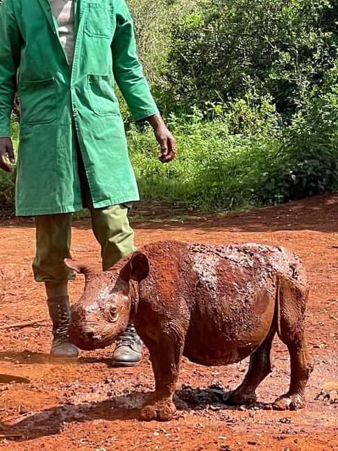Day Tour To Giraffe Center, Baby Elephant And Nairobi Park - An Authentic Introduction to Kenyan Wildlife