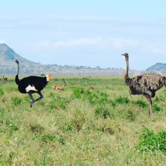 Day Tour To Giraffe Center, Baby Elephant And Nairobi Park - Is This Tour Right for You?