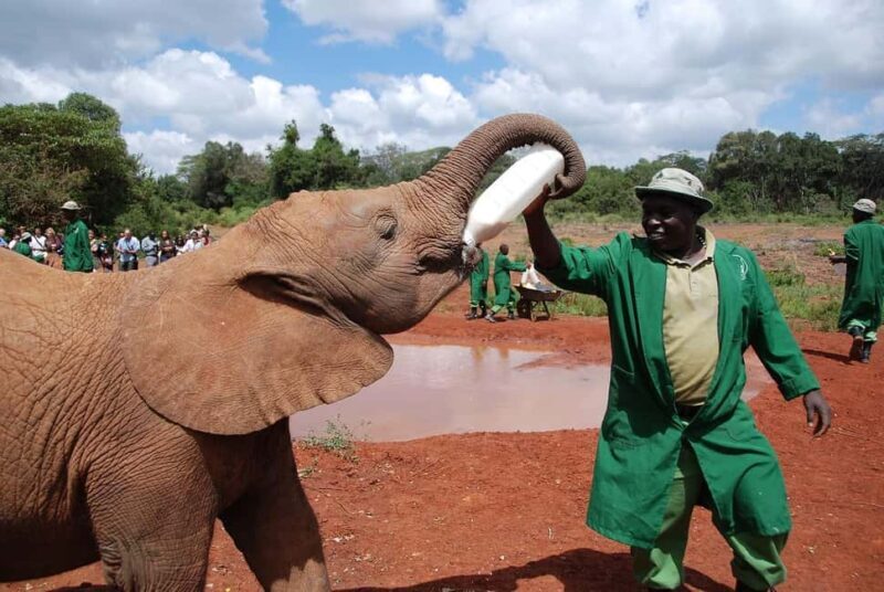 Day tour to Giraffe, Elephant and Nairobi National park - Final Thoughts