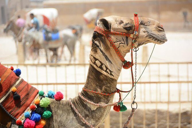 Day Tour to Giza Pyramids, Cairo Downtown, & Islamic Cairo - Who Is This Tour Best Suited For?