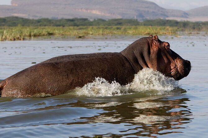 Day tour to Hells Gate, Lake Naivasha and Crescent Island Walk - A Closer Look at the Itinerary and What You Can Expect
