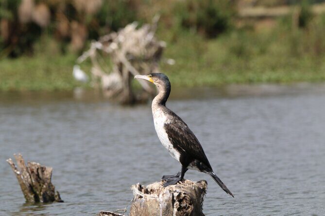 Day tour to Hell's Gate National park and optional Boat ride on lake Naivasha - Practical Tips for Your Trip  