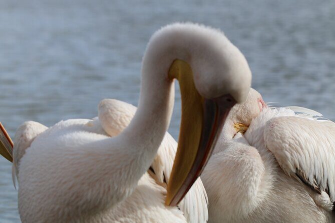 Day tour to Hell's Gate National park and optional Boat ride on lake Naivasha - The Sum Up  