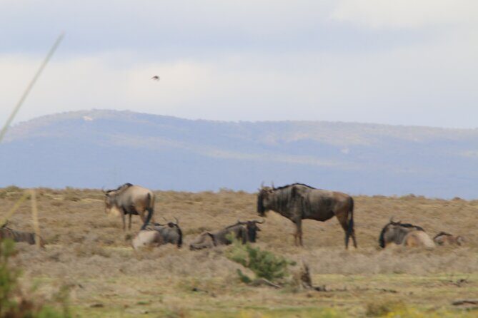 Day tour to Hell's Gate National park and optional Boat ride on lake Naivasha - FAQ  