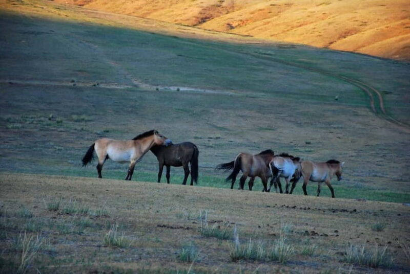 Day tour to Hustai national park - Day Tour to Hustai National Park: An Authentic Mongolian Wildlife Experience