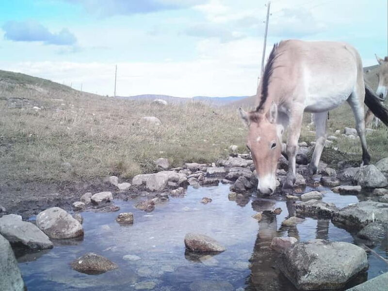 Day tour to Hustai national park - Key Points