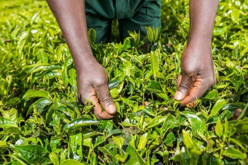 Day Tour to Kiambethu Tea Farm in Limuru - Who Would Love This Tour?