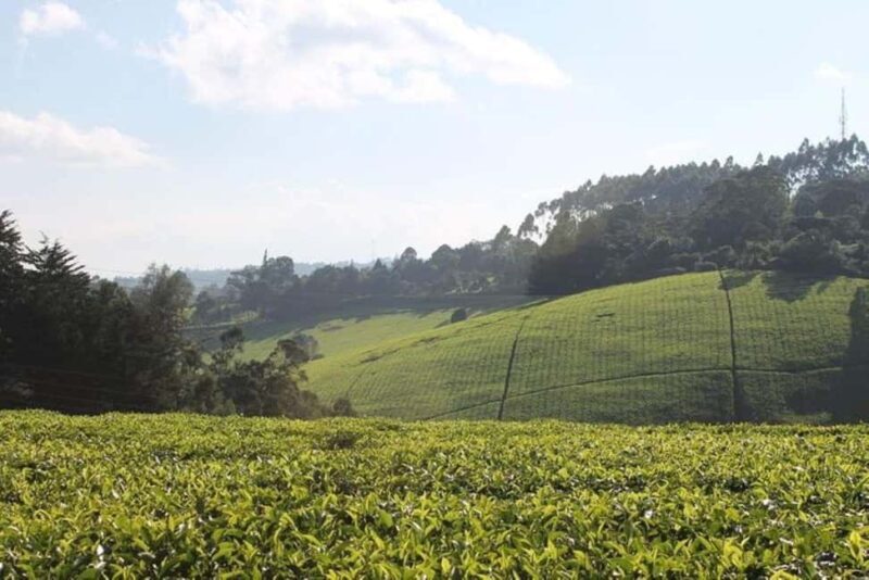 Day Tour to Kiambethu Tea Farm in Limuru - Key Points
