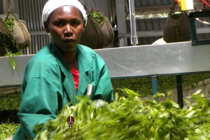 Day Tour To Kiambethu Tea Farm in Limuru - A Closer Look at the Kiambethu Tea Farm Experience