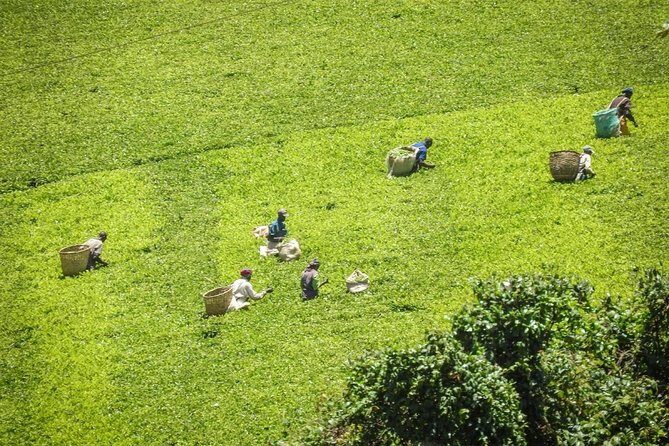 Day Tour To Kiambethu Tea Farm in Limuru - Visiting the Gardens and Birdlife