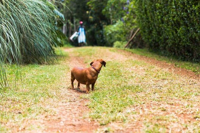 Day Tour To Kiambethu Tea Farm in Limuru - Practical Details: What You Need to Know