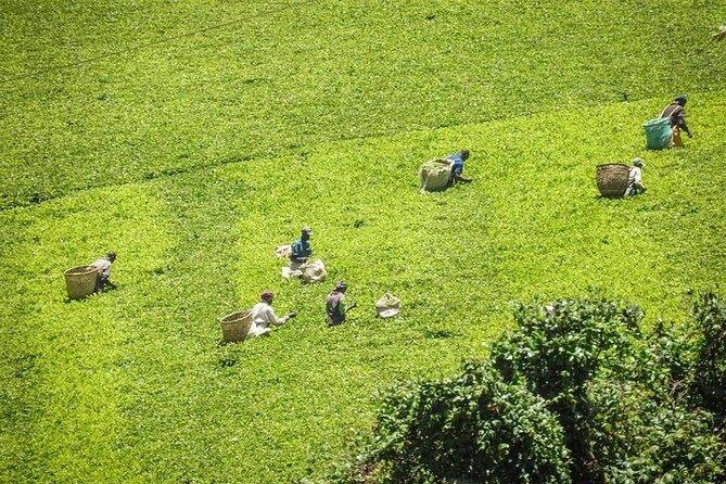 Day tour to Kiambethu tea farm in Limuru from Nairobi - Why This Tour Offers Great Value