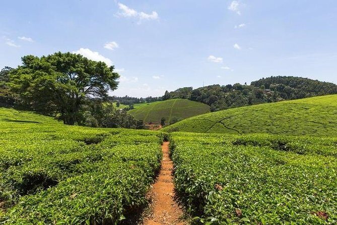 Day tour to Kiambethu tea farm in Limuru from Nairobi - Who Should Consider This Tour?