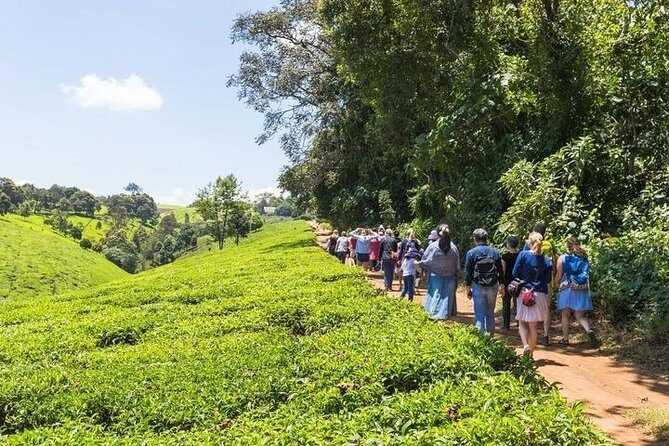 Day tour to Kiambethu tea farm in Limuru from Nairobi - Frequently Asked Questions (FAQs)